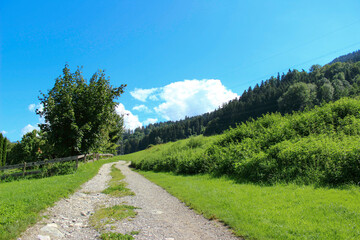 forest and mountain track in the tyrol region of the alps in austria