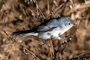 gnatcatcher