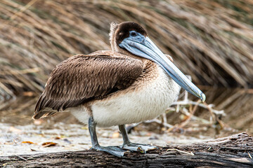 Brown Pelican