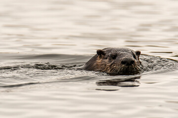 Fototapeta premium Otter