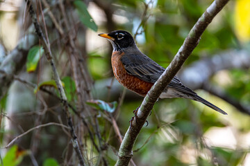 American Robin