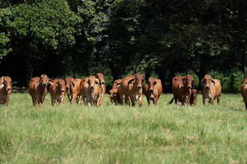 Grupo de vacas de la raza brahman rojo caminando en la finca