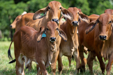 Ternero mirando hacia la cámara mientras camina en un grupo de vacas de la raza brahman rojo