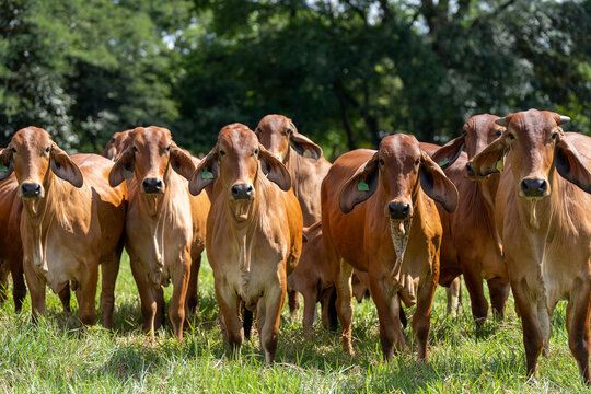 Grupo de vacas de la raza brahman rojo paradas en el campo verde y mirando hacia la c&aacute;mara