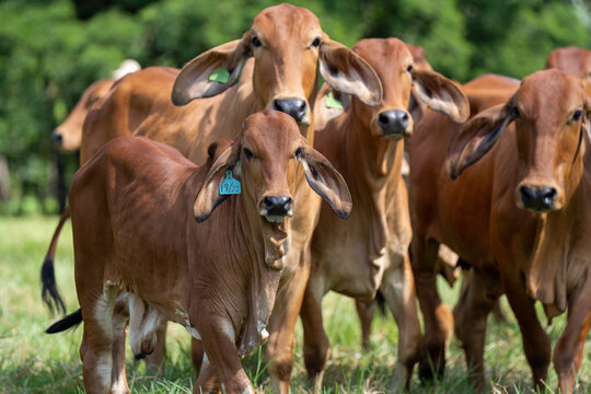Ternero mirando hacia la c&aacute;mara mientras camina en un grupo de vacas de la raza brahman rojo