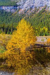 Mountains and tree are reflected in the water