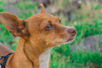 fotografia de una mascota que es un perro chihuahua de color cafe viendo al horizonte con cesped desenfocado detras 