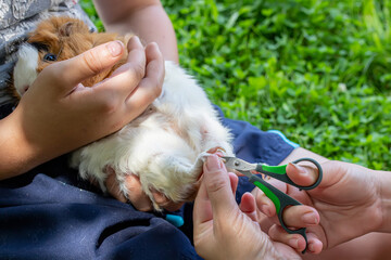 hands trimming claws of guinea pig with pet clippers. Haircut claws of guinea pig with claw cutter...