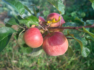 apples on an Apple tree branch
