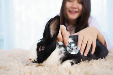 Asian female exotic veterinarian grooming and taking care a lovely cute little bunny in vet...
