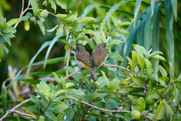 Two birds in heart shape on tree.