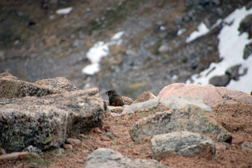 Marmot in Rocky Landscape