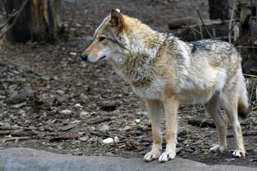Naklejka na ściany i meble Gray wolf canis lupus