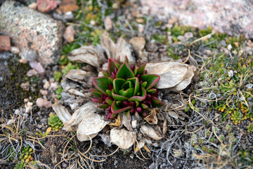 Succulent Growing in Highlands of Colorado Early Spring