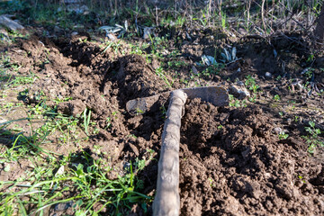 planting in the garden