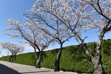 生垣と桜