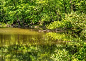 Pond in Woods at Huron River Park Michigan Scenic