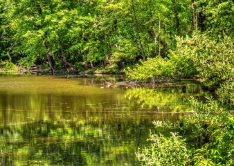 Fototapeta na wymiar Pond in Woods at Huron River Park Michigan Scenic