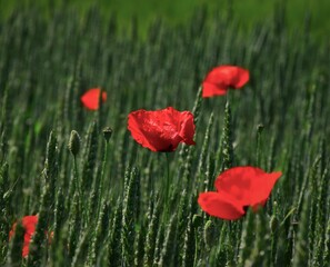 Obraz premium poppy in the field