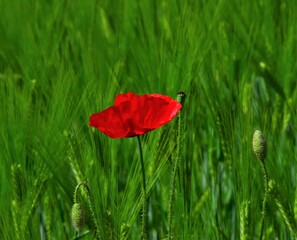 red poppy on green field