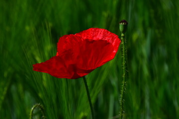 red poppy on green field