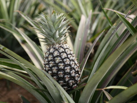 pineapple in the garden. Pineapple fruit on the tree. agriculture
