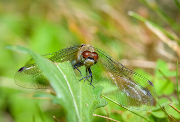 Autumn Meadowhawk Dragonfly perched on green leaf