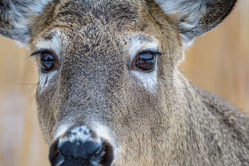 Extreme close-up of White-tailed Deer face