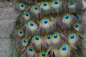 Obraz premium Peacock feather closeup