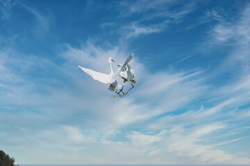white egret 