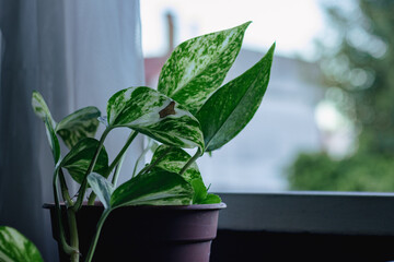 Plant in pot frot window