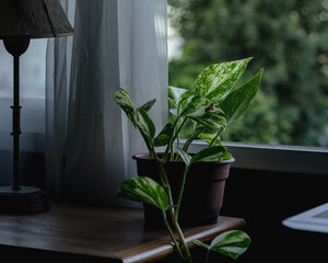 potted plant in front of sale and nightstand