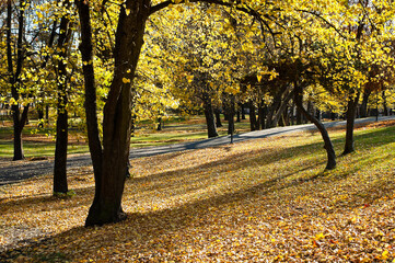 Plakat park in autumn, in the photo silhouettes of trees and shadows from the bright sun
