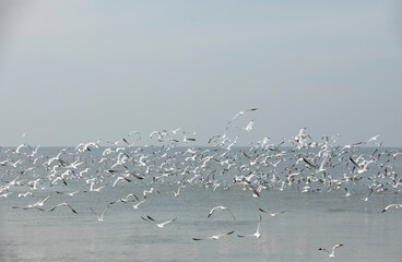 Flock of seagulls flying above the sea