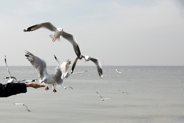 Seagall feeding from women hand with blue sea in background