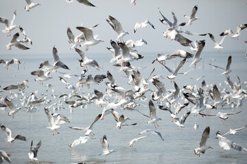 Flock of seagulls flying above the sea