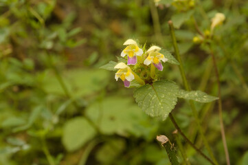 Poziewnik pstry, Galeopsis speciosa, Edmonton hempnettle