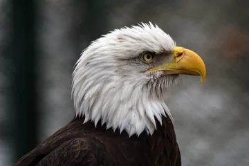 Meubelstickers American bald eagle © Ekaterina Bykova
