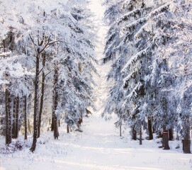 winter forest in the snow