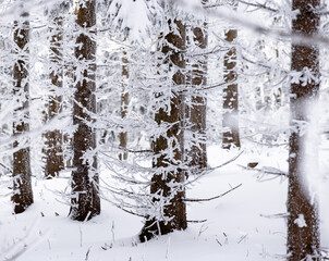 Fototapeta premium snow covered trees