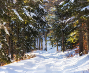 winter forest in the snow