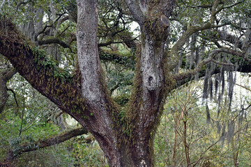 Moss Covered Oaks New Orleans