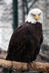 american bald eagle