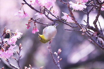 美しい桜の背景とメジロ