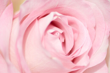 Fototapeta na wymiar Pale pink rose flower macro close-up
