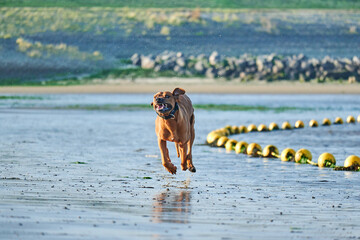 Rhodesian ridgeback dog running fast on the beach in Netherlands