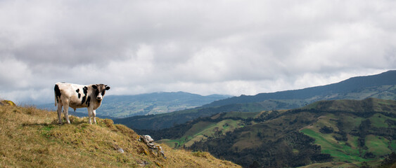 Cow in a colombia farm a cloudy day