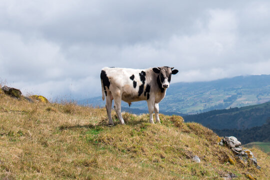 Cows in a colombia farm a cloudy day