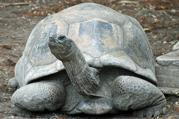 Giant Tortoise in Captivity