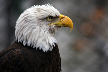 Obraz premium american bald eagle